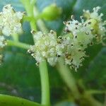 Monimia rotundifolia Λουλούδι