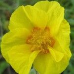 Helianthemum nummularium Virág