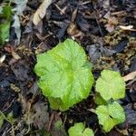 Tiarella cordifoliaHoja