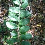 Capparis flexuosa Leaf