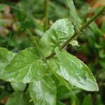 Campanula rhomboidalis Blad