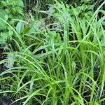 Scirpus sylvaticus Blatt