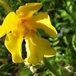 Verbascum phlomoides Цветок