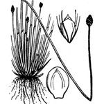 Eleocharis ovata autre