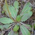 Taraxacum obovatum 整株植物