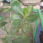 Clusia fluminensis Blatt