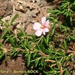 Frankenia ericifolia موطن