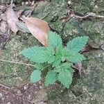 Cedronella canariensis Likasa