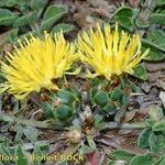 Centaurea acaulis Kvet