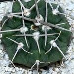 Gymnocalycium castellanosii Folio