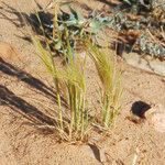 Stipa capensis Habitus