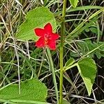 Hibiscus aponeurus Kvet