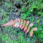 Blechnum occidentale Leaf