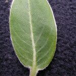 Salix daltoniana Leaf