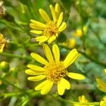 Senecio brasiliensis Λουλούδι