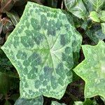 Podophyllum cv. 'Kaleidoscope' List