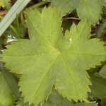 Alchemilla filicaulis ഇല