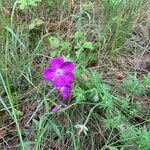 Geranium sanguineumFlower