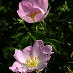 Rosa micrantha Цветок