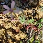 Erodium botrys Folha