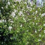 Exochorda racemosa Hábito