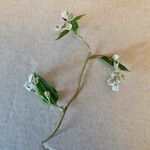 Fallopia baldschuanica Flower