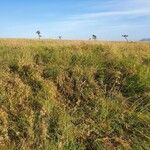 Themeda triandra Habitat