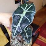 Alocasia longilobaFulla