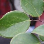 Phyllanthus deciduiramus
