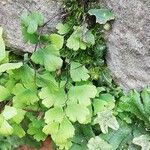 Adiantum capillus-venerisЛіст