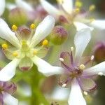 Lobularia canariensis Flower