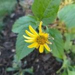 Viguiera dentata 花