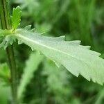 Leucanthemum ircutianum Leaf