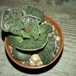 Adromischus cooperi Folla