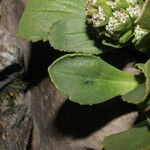 Valeriana nivalis Leaf