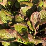 Bergenia crassifolia Folio