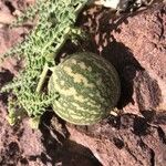 Citrullus colocynthis Fruto