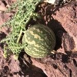 Citrullus colocynthis Fruit