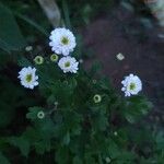 Tanacetum partheniumBlomma