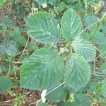 Rubus integribasis Листок