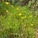 Ranunculus paludosus Habit