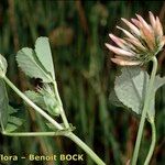 Trifolium michelianum Altres