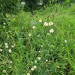 Lactuca indica Hábito