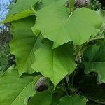 Magnolia acuminata Leaf