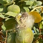 Calotropis procera फल