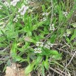 Valeriana eriocarpa Leaf