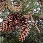 Pinus monticola Fruto