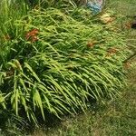 Crocosmia x crocosmiiflora Hábito