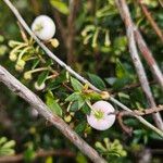 Gaultheria mucronata Fruto