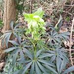 Helleborus foetidus Blad